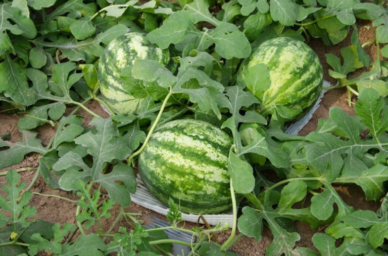 Watermelon Farming Business in India - A Complete Guide