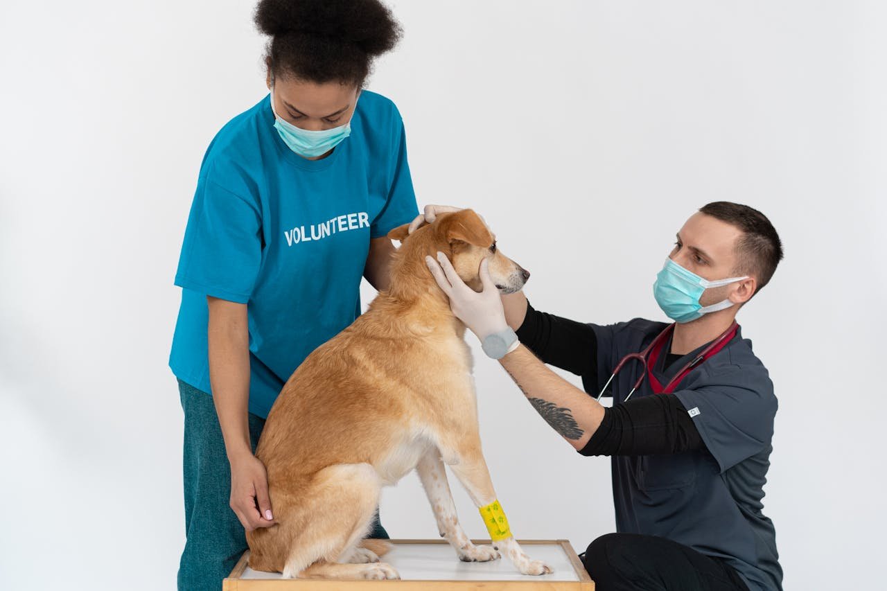 Routine Veterinary Checkup