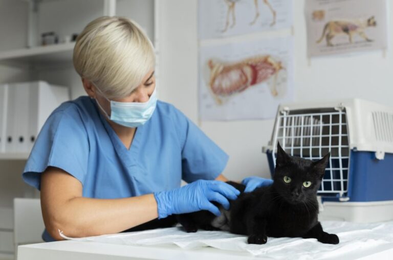 General Veterinary Appointment