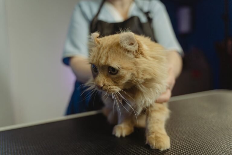 Veterinary Hospitals