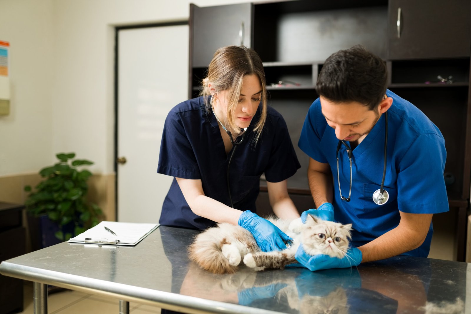 Pet’s Surgery At An Animal Hospital
